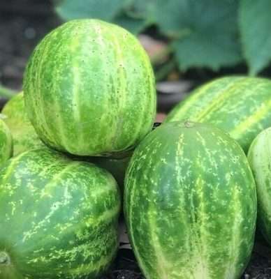 Richmond Green cucumber seeds. | Most Popular Seeds