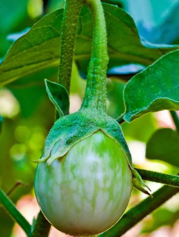 Eggplant Thai round green seeds