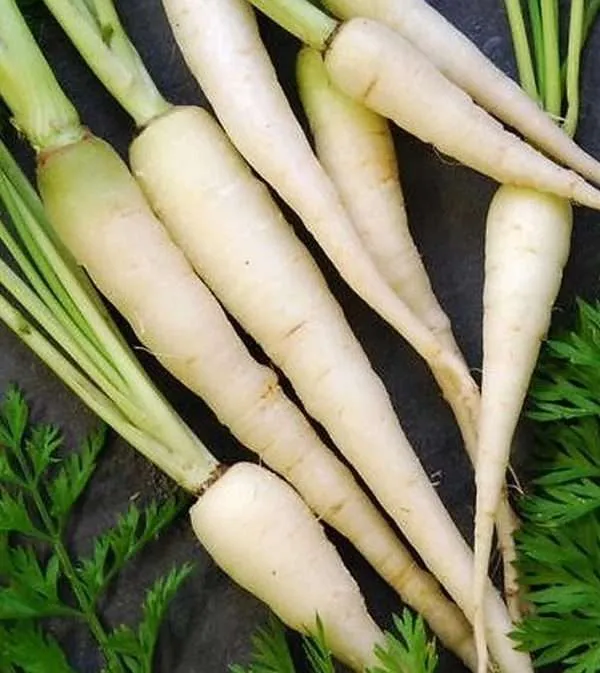 Carrot Lunar White seeds