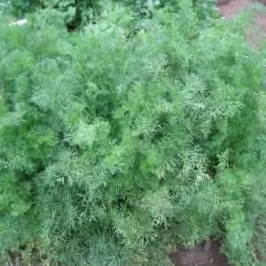 Coriander Delfino seeds