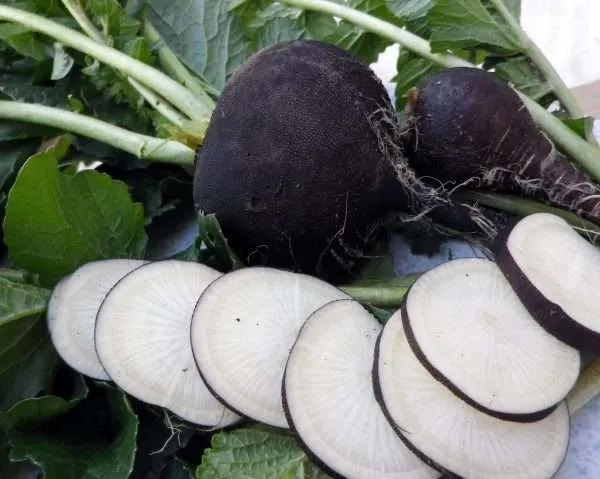 Radish Spanish Black Round seeds