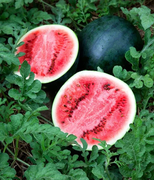 Watermelon Sugar Baby seeds