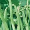Bean Blue Lake seeds