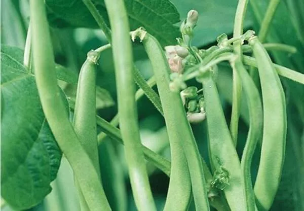 Bean Blue Lake seeds