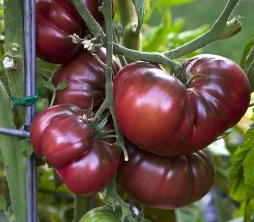 Tomato Black Krim seeds