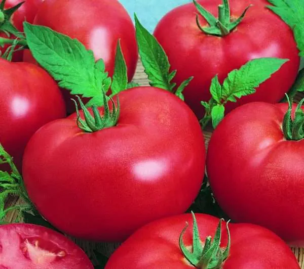 Tomato Grosse Lisse seeds
