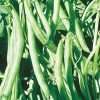 Bean Kentucky Wonder seeds