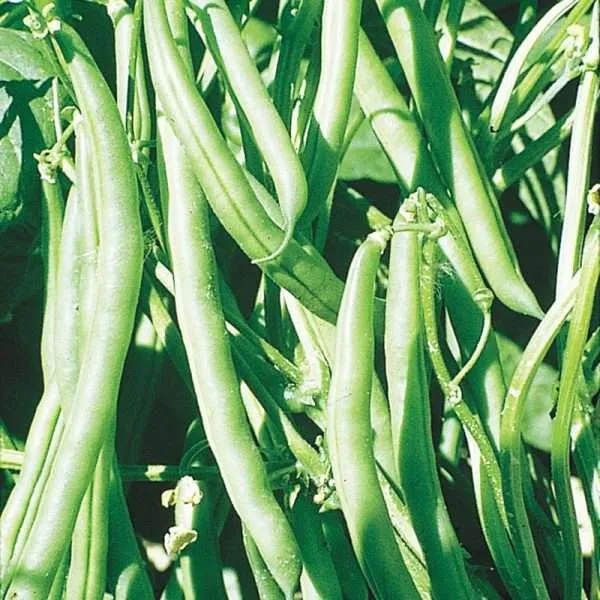 Bean Kentucky Wonder seeds