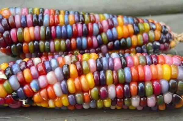 Corn Glass Gem seeds