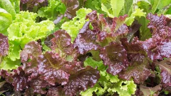 Lettuce Loose leaf mix seeds