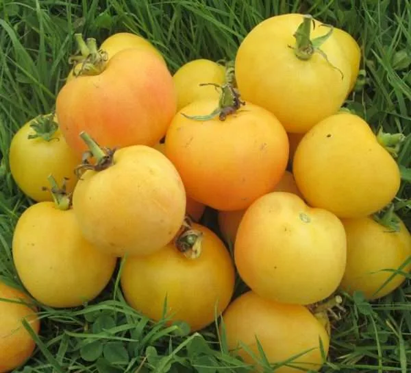 Tomato Garden Peach seeds