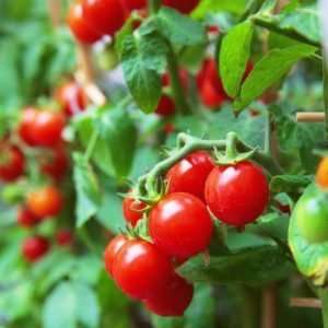 Tomato Red Cherry seeds