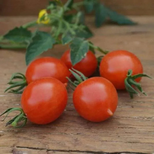 Tomato Riesentraube seeds