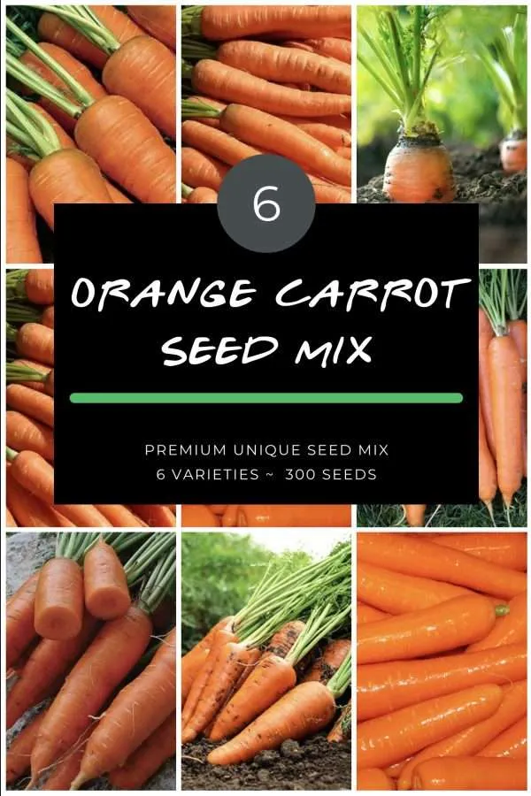 orange carrot seeds mix buy carrots online