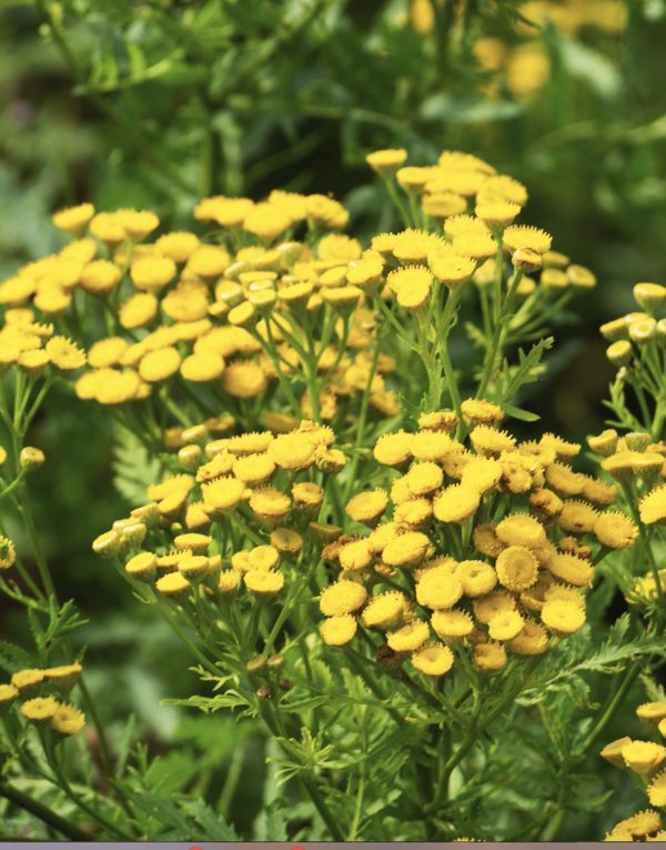 Tansy herb insect repellant seeds