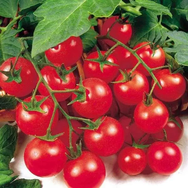 Tomato Garden Delight seeds