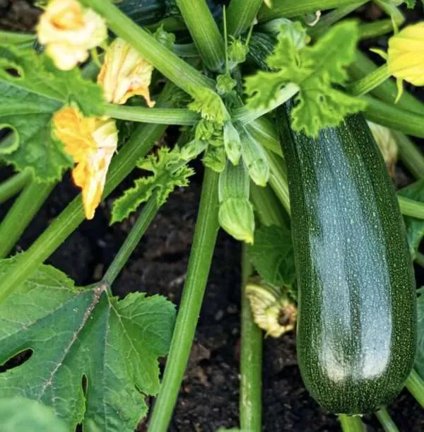 Zucchini Black Beauty seeds australia