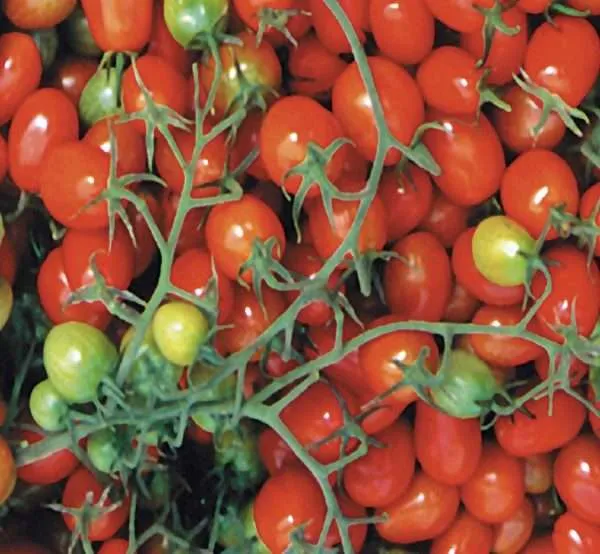 Cherry Roma tomato seeds Australia