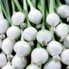 Barletta pickling onions