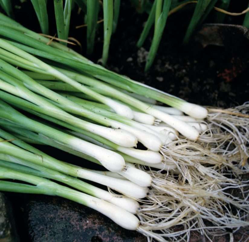 Bunching Onion seeds | Buy Evergreen Shallot seeds online