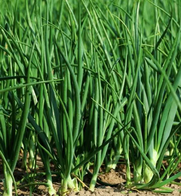 Bunching onion evergreen seeds