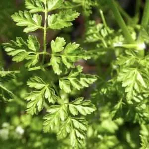 Chervil seeds