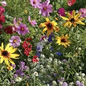 Cottage Garden seed mix online