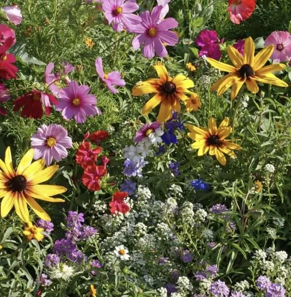 Cottage Garden seed mix online