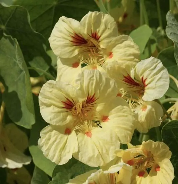 Nasturtium Peach Melba seeds online