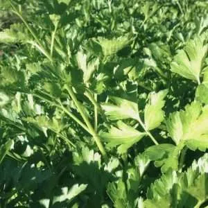 Parsley Giant of Italy seeds