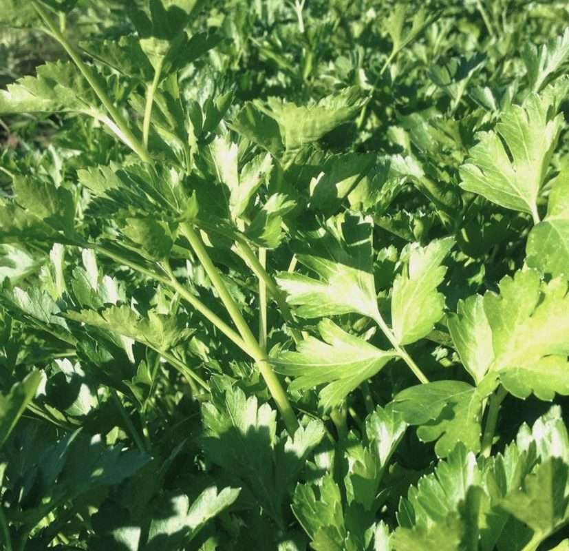 Giant of Italy Parsley seeds | Buy parsley seeds online