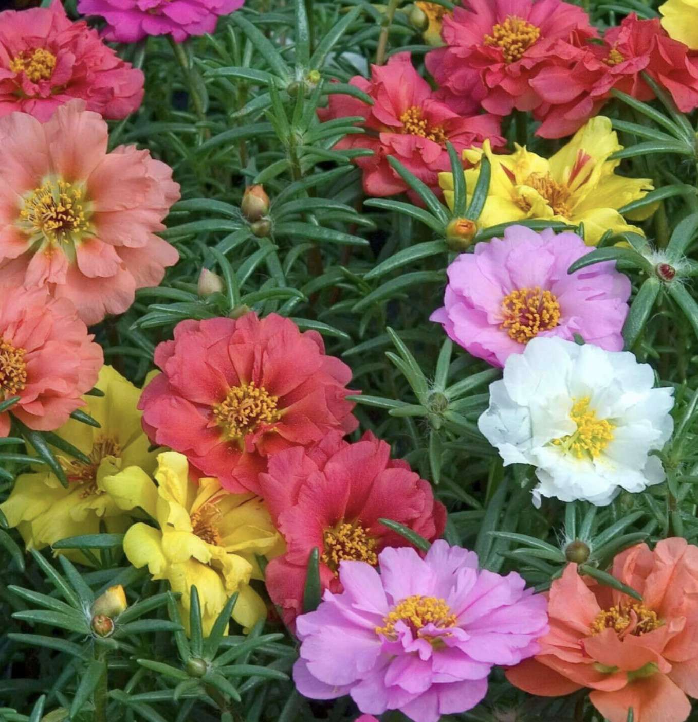 Portulaca Double Flowered | Buy Portulaca Seeds Online