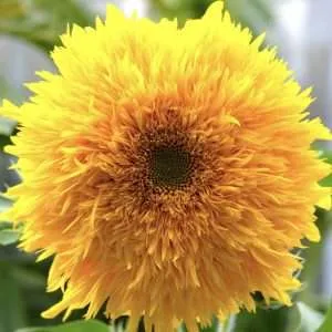 Sunflower Teddy Bear seeds