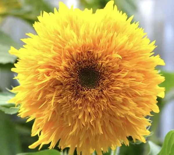 Sunflower Teddy Bear seeds