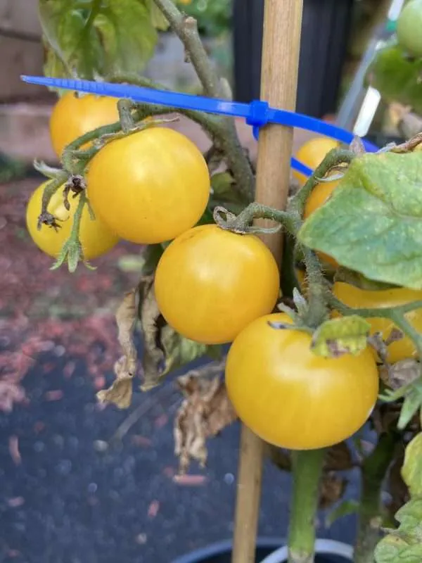 Golden Pearl micro tomato seeds