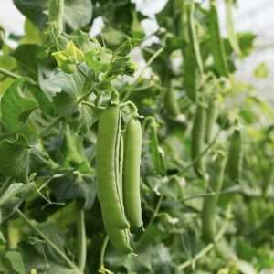 Alderman shelling pea seeds australia
