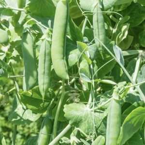 Alderman shelling pea seeds australia