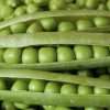 Alderman shelling pea seeds australia