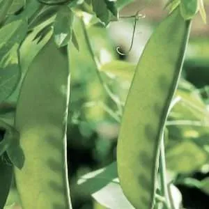 Oregon giant Snow Pea seeds