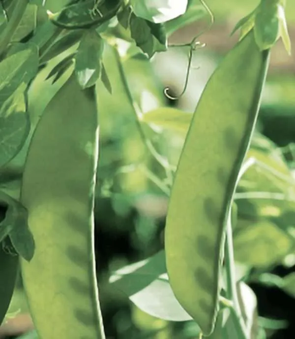 Oregon giant Snow Pea seeds