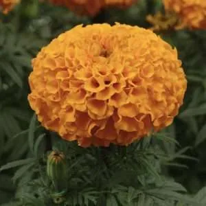 African Marigold Tall Orange seeds