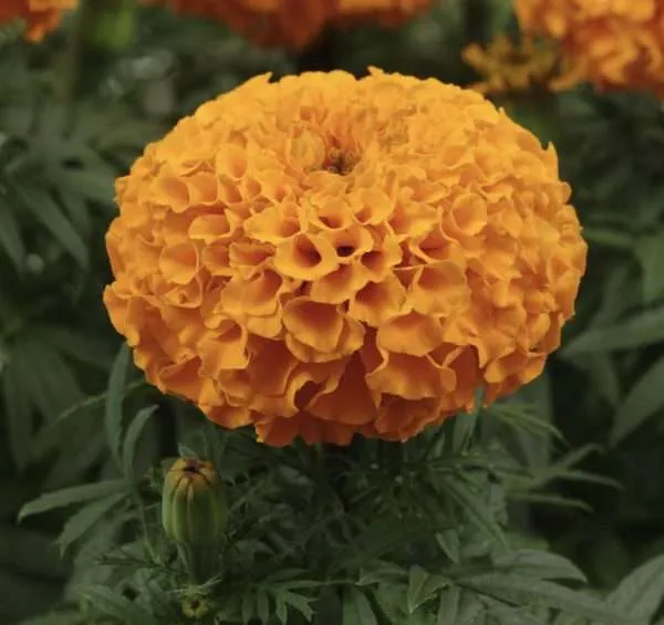 African Marigold Tall Orange seeds
