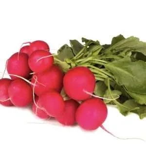 Champion radish seeds