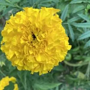 African Marigold Tall Yellow seeds