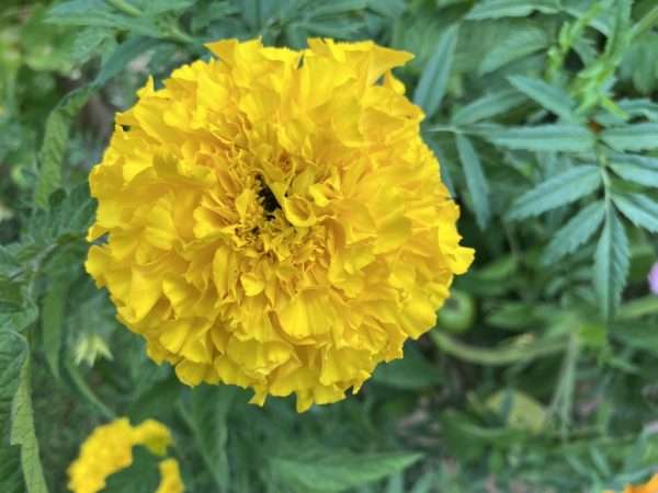 African Marigold Tall Yellow seeds