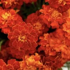 French Marigold Double Red Cherry seeds