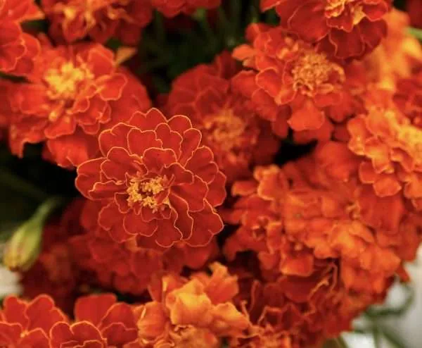 French Marigold Double Red Cherry seeds