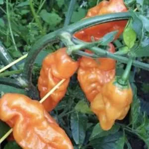 Carbonero chilli seeds