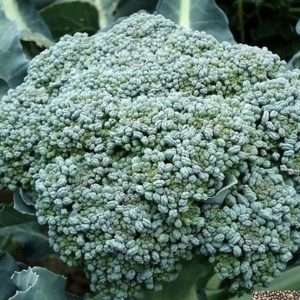Waltham Broccoli seeds online