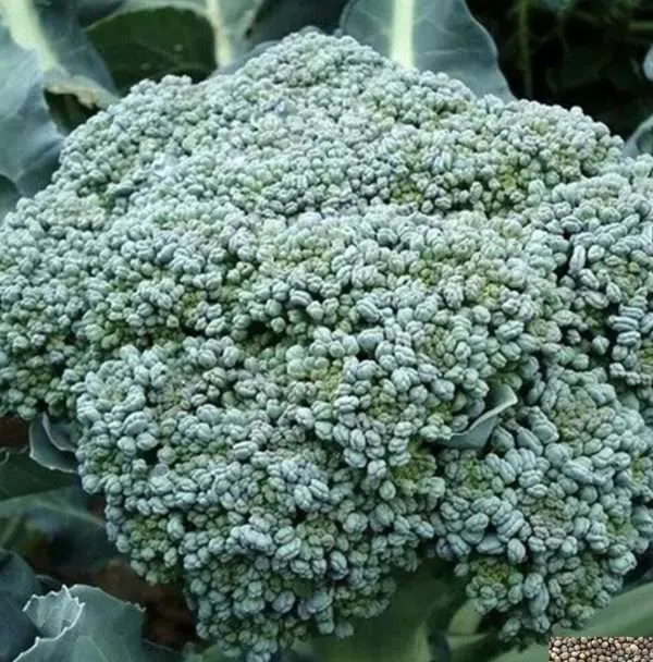Waltham Broccoli seeds online